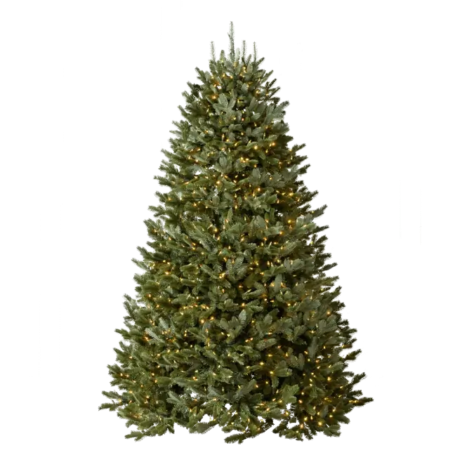 BH Fraser Fir