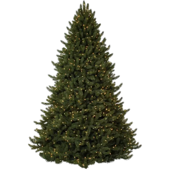 Vermont White Spruce