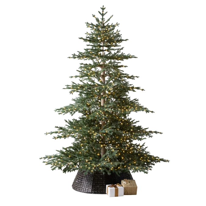 Aspen Silver Fir Tree